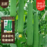 北蔬 肉丝瓜种子苗早熟菜瓜四季阳台蔬菜种籽 潍嫩5号肉丝瓜种子20粒