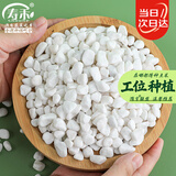 寿禾 白石子鹅卵石鱼缸造景铺路花盆绿植装饰 6-9mm白卵石 2000g