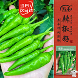 寿禾樟树港辣椒种子苗湖南特辣秋季菜籽 寿禾樟树港辣椒种子15粒*2袋