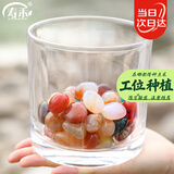 寿禾 水培玻璃瓶加厚水培客厅绿植摆件水养花瓶 12*12圆柱水培玻璃瓶