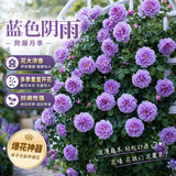 行湘爬藤月季花苗绿植盆栽阳台花园地栽植物阳台花卉爬墙耐寒源头直发