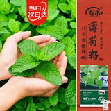 寿禾香水薄荷种子苗可食用盆栽香草种籽 香水薄荷种子1g约800粒*2袋