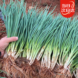北蔬 小香葱种子苗四季播种阳台盆栽菜种籽 四季小香葱种子1000粒x2包