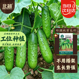 北蔬 爬满地黄瓜种子苗爬地不搭架秋季青瓜菜种籽 爬满地黄瓜种子50粒