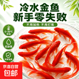 金鱼草金鱼观赏鱼冷水好养耐活小鱼苗锦鲤 2-4cm 红草金买3条送3条（加备损）