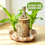 沭之美水培植物盆栽绿植巴西木幸运木室内水养绿植格鲁特巴西木源头直发
