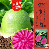 寿禾心里美萝卜种子苗红心水果萝卜菜籽 红妍心里美萝卜种子12gx2包