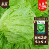 北蔬 结球生菜种子种苗圆生菜球绿叶盆栽蔬菜种籽 结球生菜种子10g