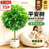 叹为观止大型植物发财树各种大颗盆栽开业乔迁客厅办公室内好养大型花卉 平安树1.2-1.4米 含盆
