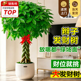 叹为观止大型植物发财树各种大颗盆栽开业乔迁客厅办公室内好养大型花卉 辫子发财树【1.7-1.8米】 含盆