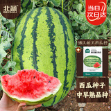 北蔬 大西瓜种子种苗秧南北方四季盆栽种籽 懒汉甜王西瓜种子约20粒