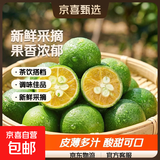海南青金桔新鲜小金桔 净重5斤大果（10g-20g）