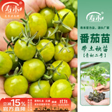 寿禾番茄苗秧大全西红柿苗千禧苗圣女果苗种子批发普罗旺斯蔬菜苗 青甜2号番茄苗3棵