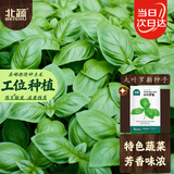 北蔬 绿罗勒种子苗盆栽绿植可食用大叶九层塔香草籽 大叶罗勒种子6g