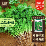 北蔬 香菜种子苗老品种小叶四季种盆栽菜籽 潍萫香菜籽种子10g约800粒