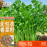 北蔬 香菜籽种子苗耐寒老品种四季芫荽种籽 叶多维香菜籽种子约1300粒