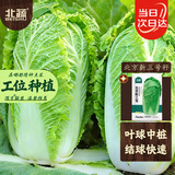 北蔬 北京新三号白菜种子苗叶多秋冬蔬菜种籽 北京新三号种子30g