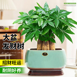 花翁大盆三杆发财树盆栽招财绿植办公室内开业中式盆景金钱树源头直发