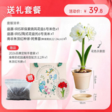 海蒂的花园旗舰店南非朱顶红进口重瓣种球室内阳台球根花卉植物保证对版种球 阿弗雷送礼套餐【26年新球】 12+