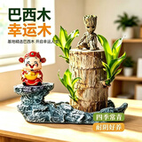 沭之美水培植物盆栽绿植巴西木幸运木室内水养绿植格鲁特巴西木源头直发