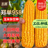 北蔬 玉米种子苗郑单958大棒抗旱倒苞米籽 郑单958种子3斤(500gx3包)