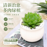 沭之美多肉植物花卉盆栽绿植摆件教师节幼儿园办公室桌面组合源头直发