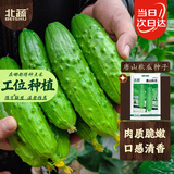 北蔬 唐山秋瓜黄瓜种子苗水果黄瓜秋冬耐热菜种籽 唐山秋瓜种子约50粒