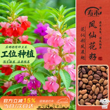 寿禾 凤仙花种子苗染指甲花四季盆栽种植花卉种籽 中国凤仙花种子100g