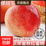 京喜加山东沂蒙山蒙阴金秋红蜜桃时令桃子脆甜多汁当季采摘锦绣水果 脆甜多汁【大果】 【好吃油桃】3-6粒精品果