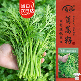 寿禾茼蒿种子苗小叶皇帝菜农家菜园蔬菜种籽 潍嫩7号茼蒿种子15gx2包