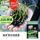 寿禾 开口碗莲种子水培已开口鱼缸植物荷花睡莲绿植 开口碗莲种子10粒