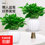 【绿萝盆栽】吸甲醛净化空气水培绿植物懒人花卉好养搬家礼物全 【爆款2盆】绿萝+白色南瓜盆自吸水 整体含盆高度20-25cm