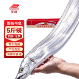 灵略青岛野生海钓小眼油带带鱼礼盒净重5斤8-12条整条源头直发