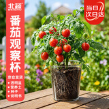 北蔬 小番茄种子儿童种植礼物趣味生长观察 儿童小番茄小盆栽(观察杯)