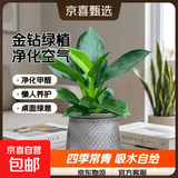 特价大叶金钻绿公主盆栽植物除甲醛绿植办公室四季常青室内摆放2 【1盆】金钻+灰繁星吸水盆 含盆高度15-20厘米