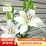 虹越（HONGYUE） 进口百合种球3球装 盆栽地栽易养东方香水百合花卉裸球 【LA百合·3球】眼线（14/16）