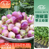 寿禾 彩椒种子苗大全辣椒苗灯笼椒种苗甜椒青椒菜椒秋冬季蔬菜苗种子 七彩辣椒苗 6棵