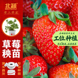 北蔬草莓苗带土发货盆栽秧苗地栽水果苗 奶油草莓苗3盆源头直发包邮