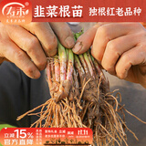 寿禾 各种蔬菜苗活苗带土发货大全菜苗大型苗场秋冬秧苗山东寿光种苗 [目前紫色不明显]紫根韭菜根苗80~100棵带肥