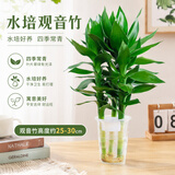 沭之美观音竹室内盆栽办公室绿植水培植物四季常青好养竹源头直发