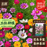 北蔬 波斯菊野花种子苗四季开好种盆栽花卉籽 格桑花种子20g约2000粒