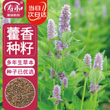 寿禾藿香种子种苗食用香草家庭阳台种植 潍丰香洋藿香种子2000粒