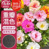 寿禾 重瓣太阳花种子苗混色大花四季播花种籽 重瓣太阳花种子约8000粒
