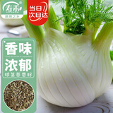 寿禾球茎茴香种子苗阳台庭院种植蔬菜种籽 香洋球茎茴香种子2g/袋*3