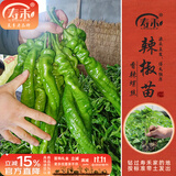寿禾辣椒苗大全各种椒苗小米椒寿光大型苗场秧苗朝天椒带土蔬菜种子 【香中辣】螺丝椒苗6棵+200g豆粕肥