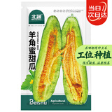 北蔬羊角蜜甜瓜种子苗羊角酥脆超甜香瓜种籽 羊角蜜甜瓜种子约500粒