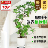 叹为观止大型植物发财树各种大颗盆栽开业乔迁客厅办公室内好养大型花卉 造型福禄桐1.4-1.6米【聚财花盆】 含盆