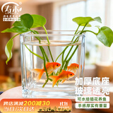 寿禾 透明水培玻璃瓶花盆种球方形加厚种植杯  10*10cm方形水培玻璃瓶