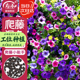 寿禾爬藤牵牛花种子苗混色喇叭大花花籽 潍丰爬藤牵牛种子混色800粒