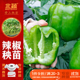 北蔬 辣椒苗青椒菜椒蔬菜苗活苗带土秧苗 绿青椒苗6棵源头直发包邮